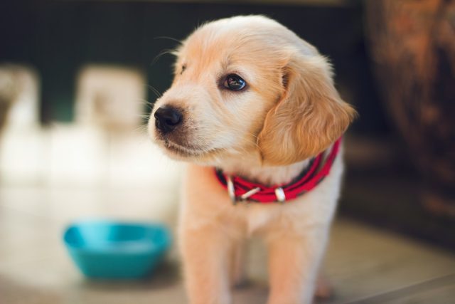 sécurité d'un chiot