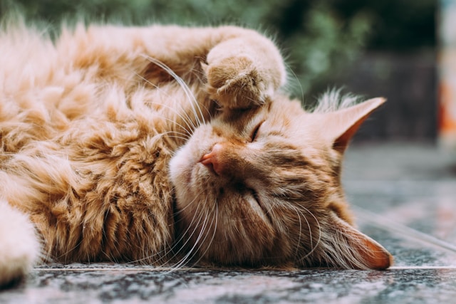 Santé de votre chat