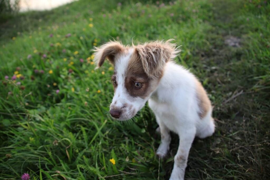 Petit chien blanc et marron assis dans l'herbe avec fleurs jaunes en arrière-plan
