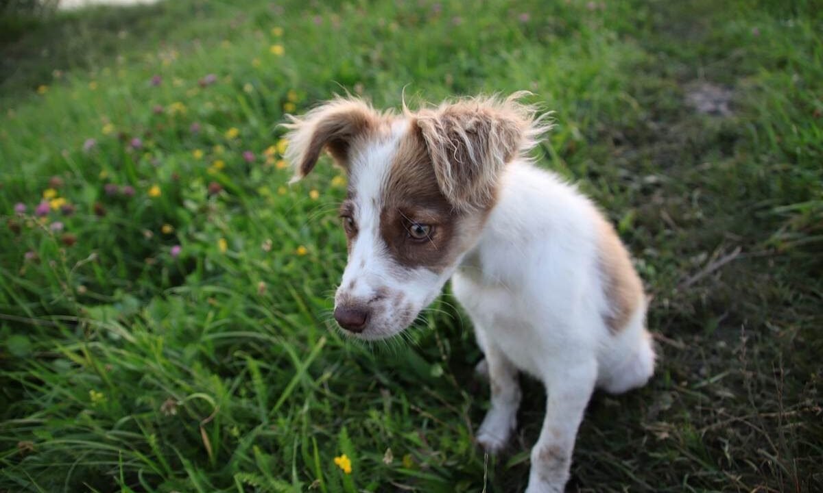 Petit chien blanc et marron assis dans l'herbe avec fleurs jaunes en arrière-plan