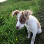 Petit chien blanc et marron assis dans l'herbe avec fleurs jaunes en arrière-plan
