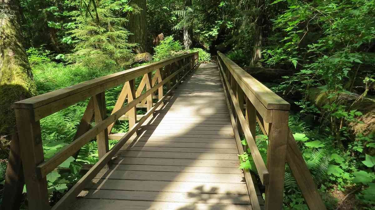 Passerelle en bois avec rambardes traversant une forêt dense et verdoyante Passerelle en bois avec rambardes traversant une forêt dense et verdoyante