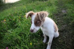 Petit chien blanc et marron assis dans l'herbe avec fleurs jaunes en arrière-plan
