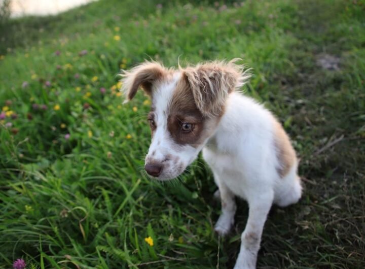 Petit chien blanc et marron assis dans l'herbe avec fleurs jaunes en arrière-plan